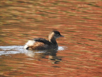 Little Grebe Shinjuku Gyoen National Garden Wed, 11/28/2018