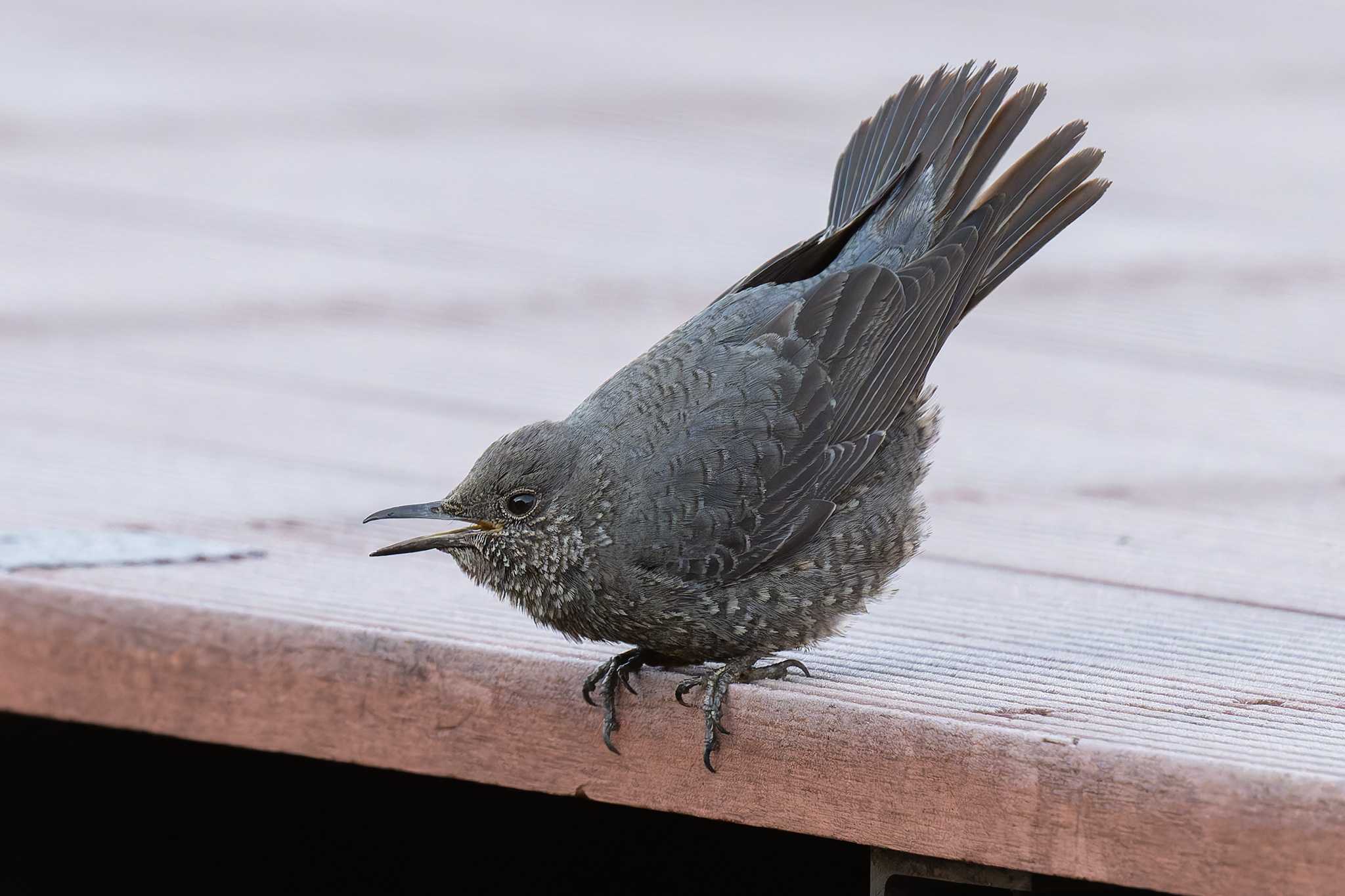 Blue Rock Thrush