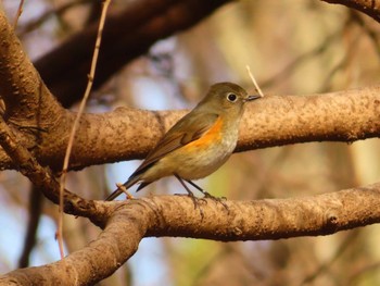 Red-flanked Bluetail 東京都立桜ヶ丘公園(聖蹟桜ヶ丘) Sun, 3/10/2024