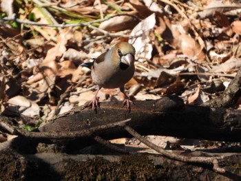 2024年2月11日(日) 秋ヶ瀬公園の野鳥観察記録