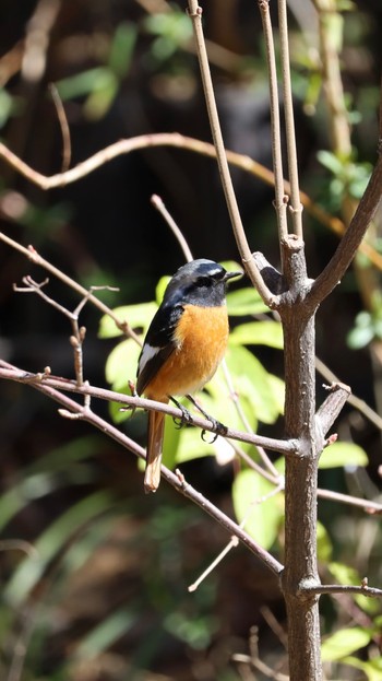 Daurian Redstart 善福寺公園 Sun, 3/10/2024