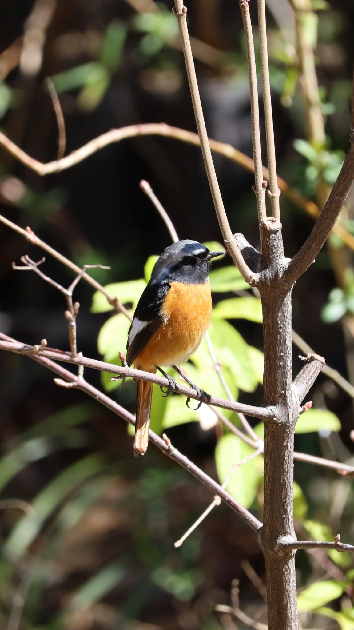 Photo of Daurian Redstart at 善福寺公園 by なご