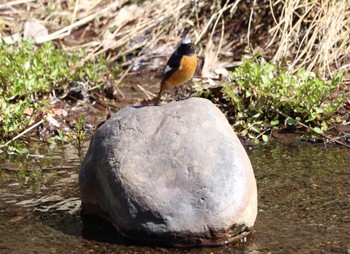 Daurian Redstart 善福寺公園 Sun, 3/10/2024