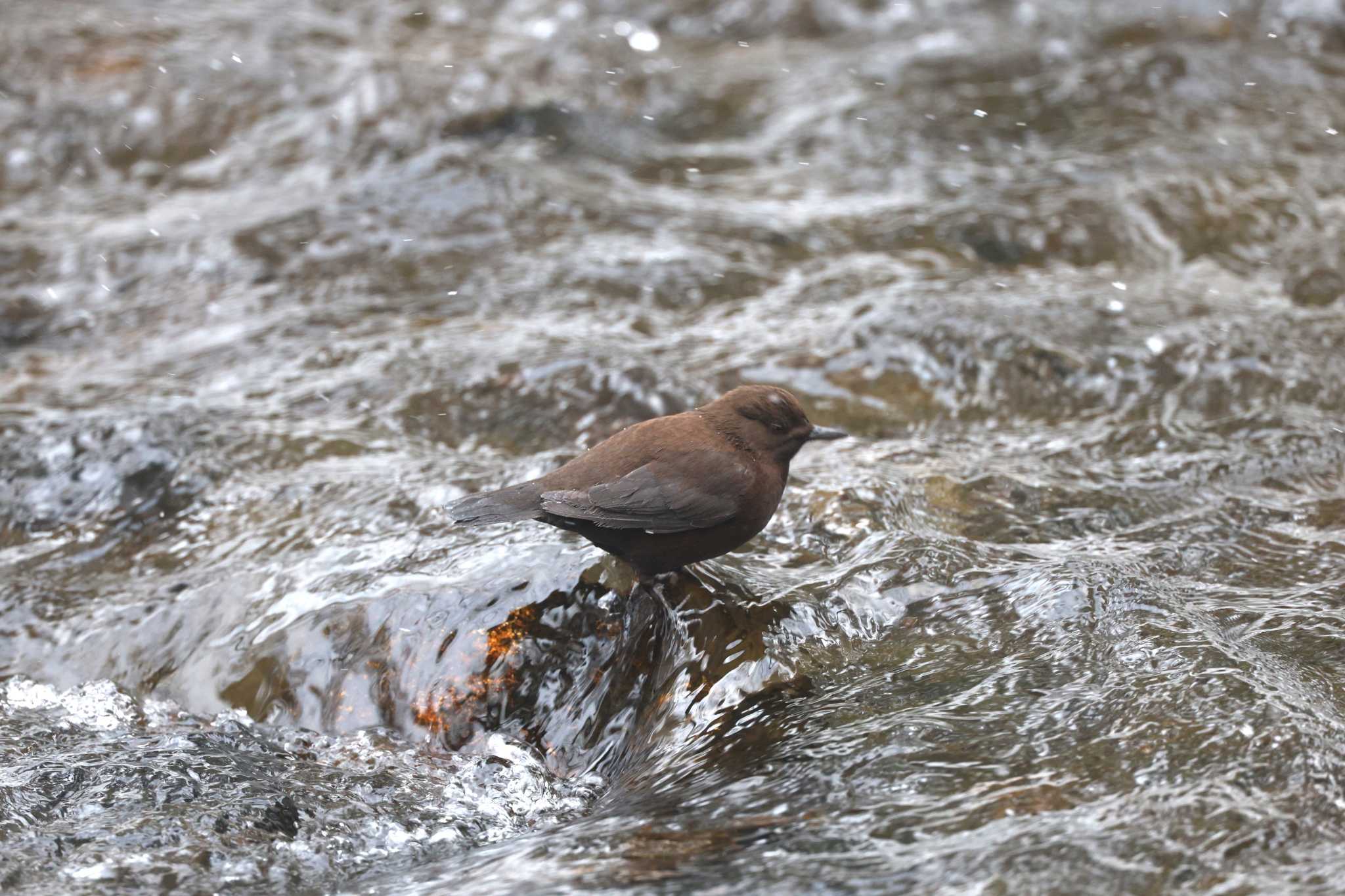 Brown Dipper