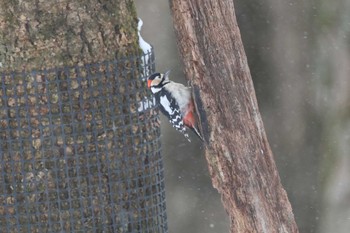 Great Spotted Woodpecker 奥日光 Sun, 3/10/2024