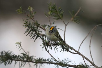 2024年3月10日(日) 奥日光の野鳥観察記録