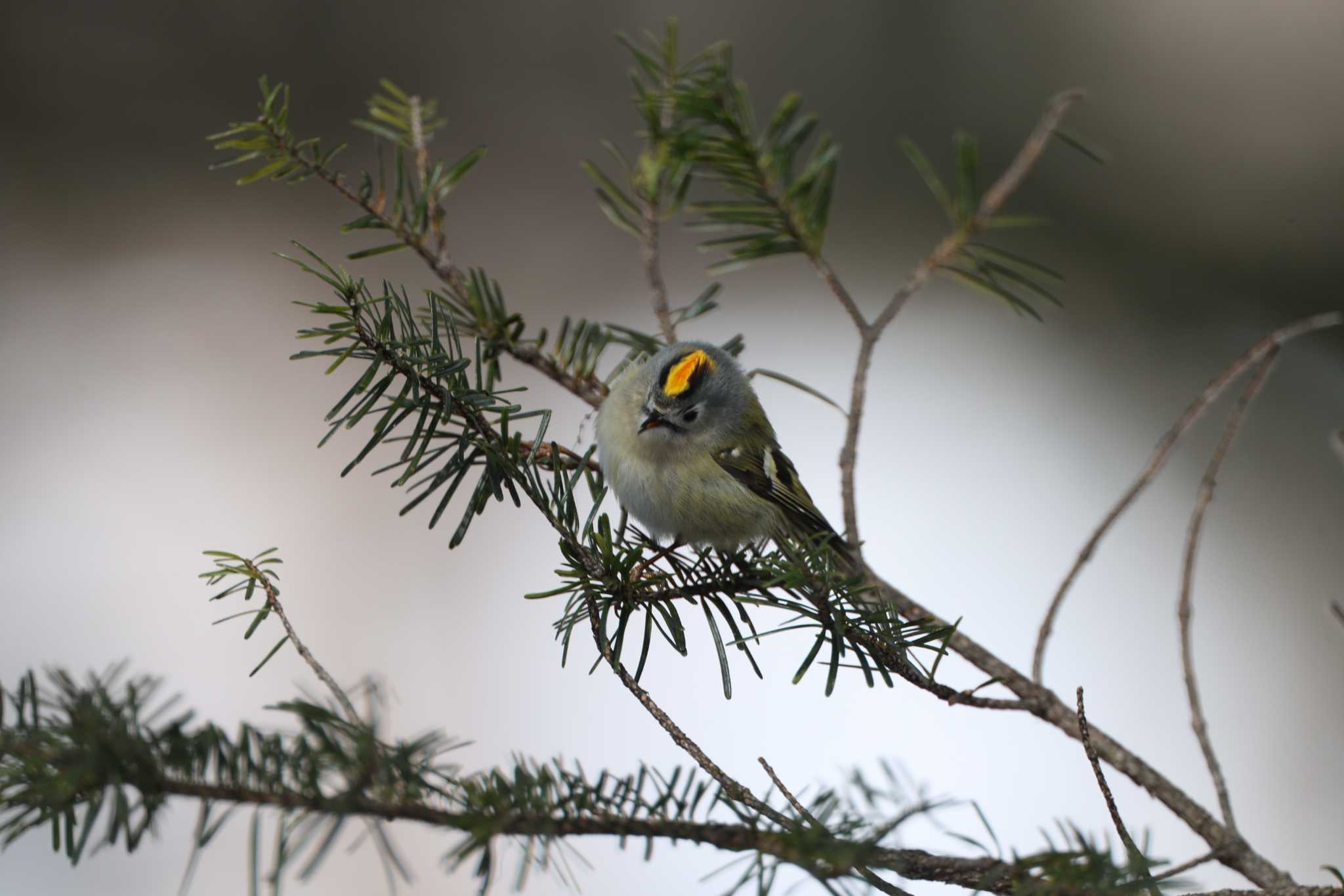 Goldcrest