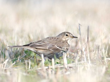 Water Pipit 柏尾川 Sun, 3/10/2024