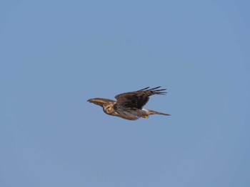 Hen Harrier 奈良市内 Sun, 3/10/2024