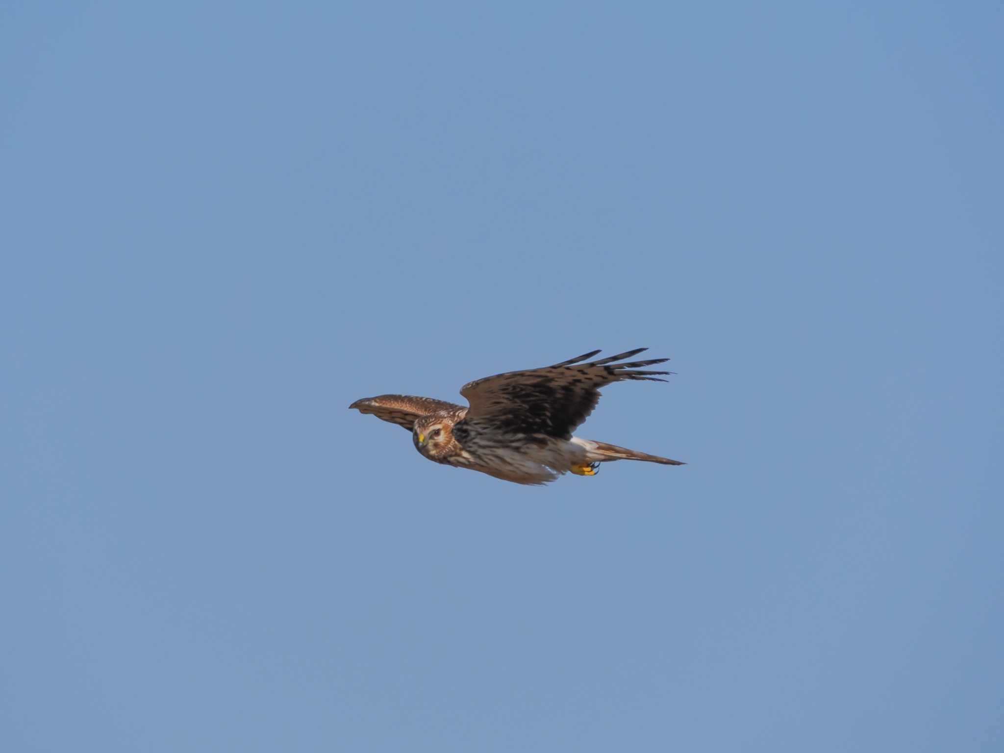 Photo of Hen Harrier at 奈良市内 by Tetsuya