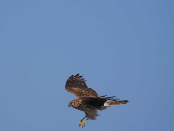 Hen Harrier 奈良市内 Sun, 3/10/2024