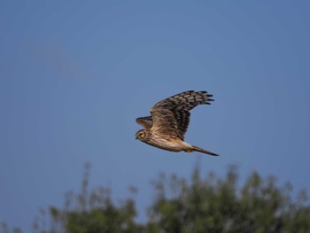 Hen Harrier 奈良市内 Sun, 3/10/2024