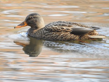 Mallard Shinjuku Gyoen National Garden Wed, 11/28/2018