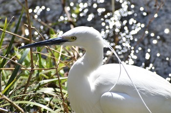 2024年3月9日(土) 二ヶ領用水の野鳥観察記録