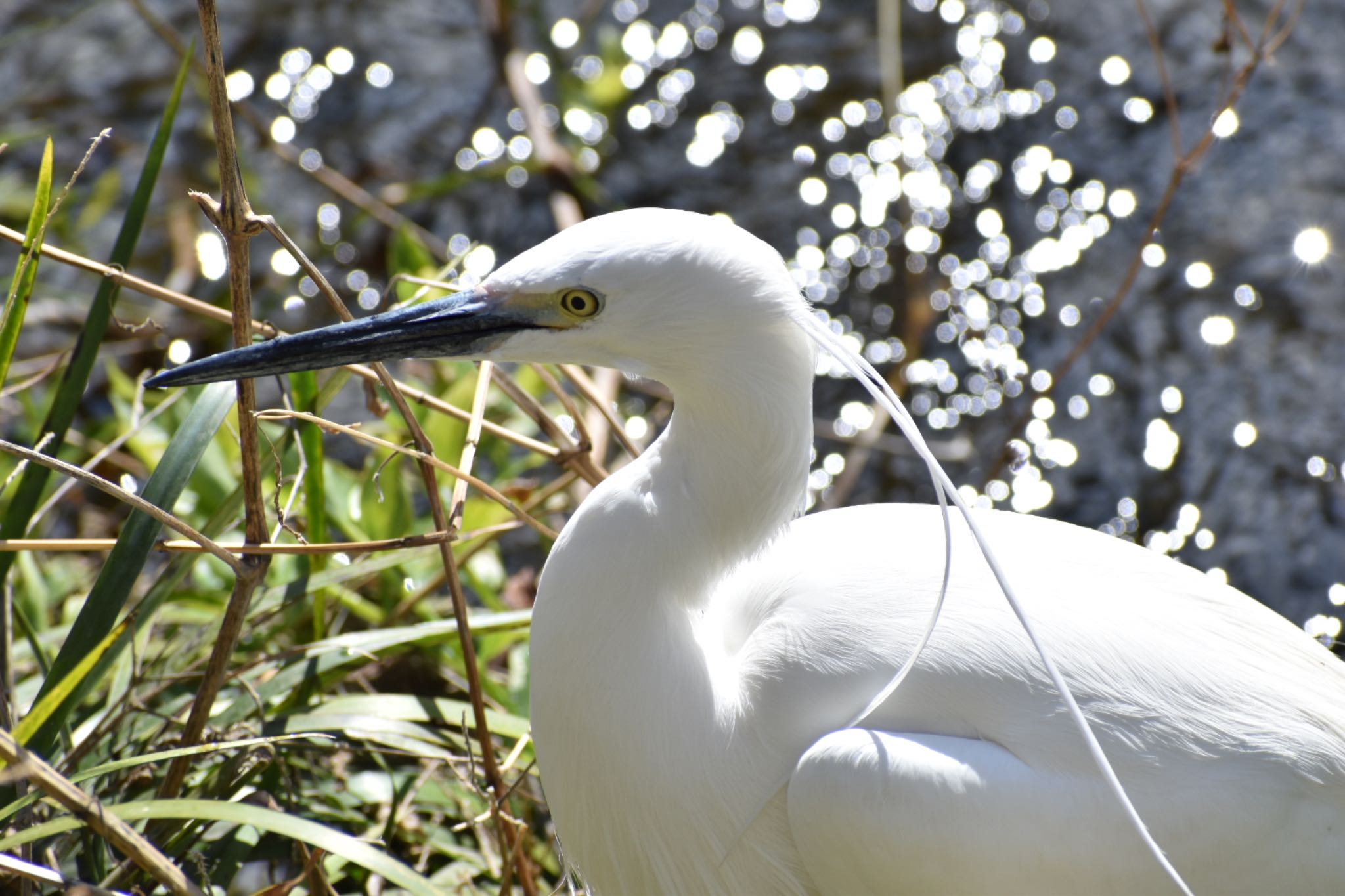 Little Egret