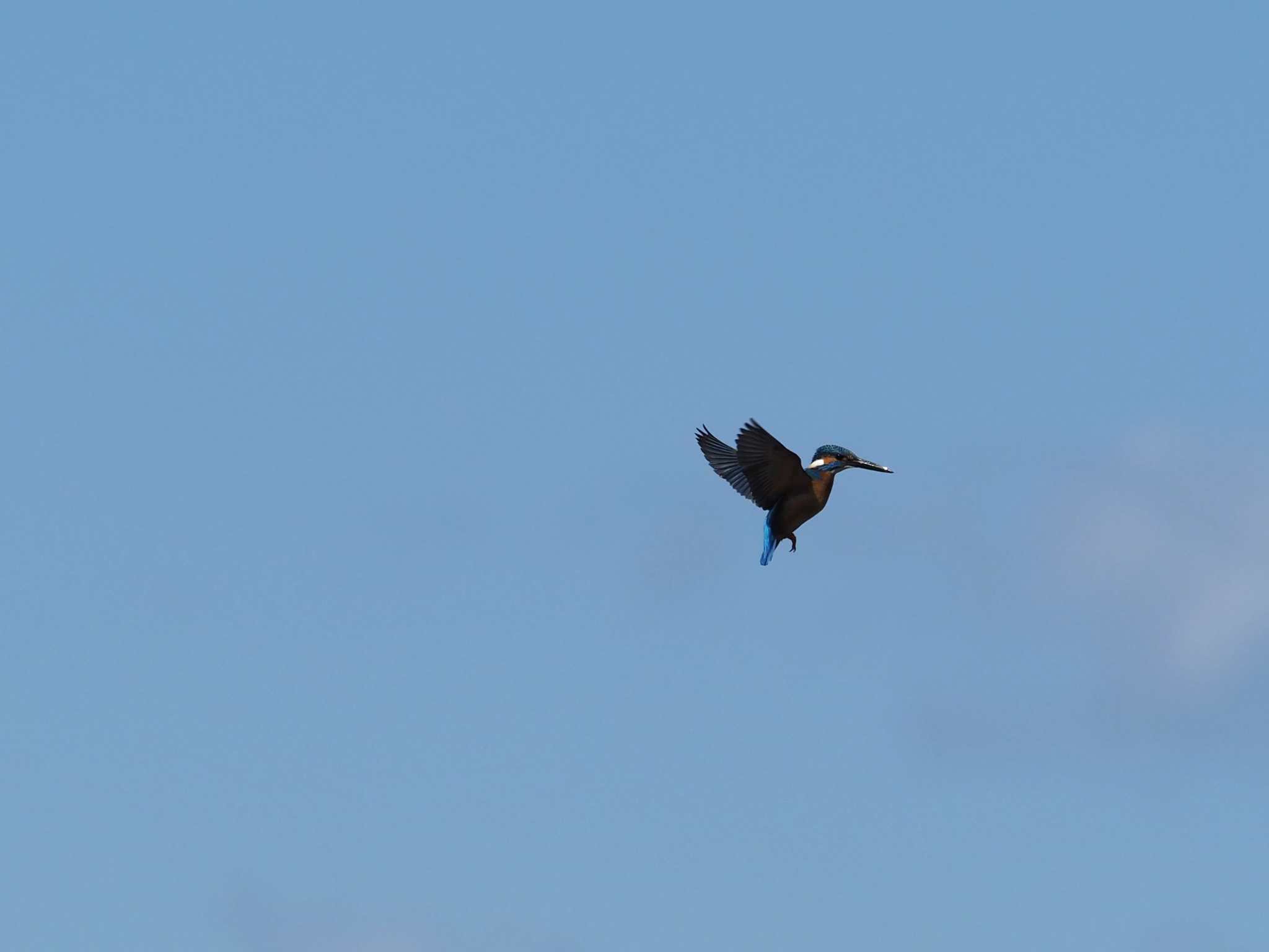 Photo of Common Kingfisher at 多摩川二ヶ領上河原堰 by でこまる