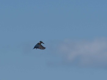 Common Kingfisher 多摩川二ヶ領上河原堰 Sun, 3/10/2024