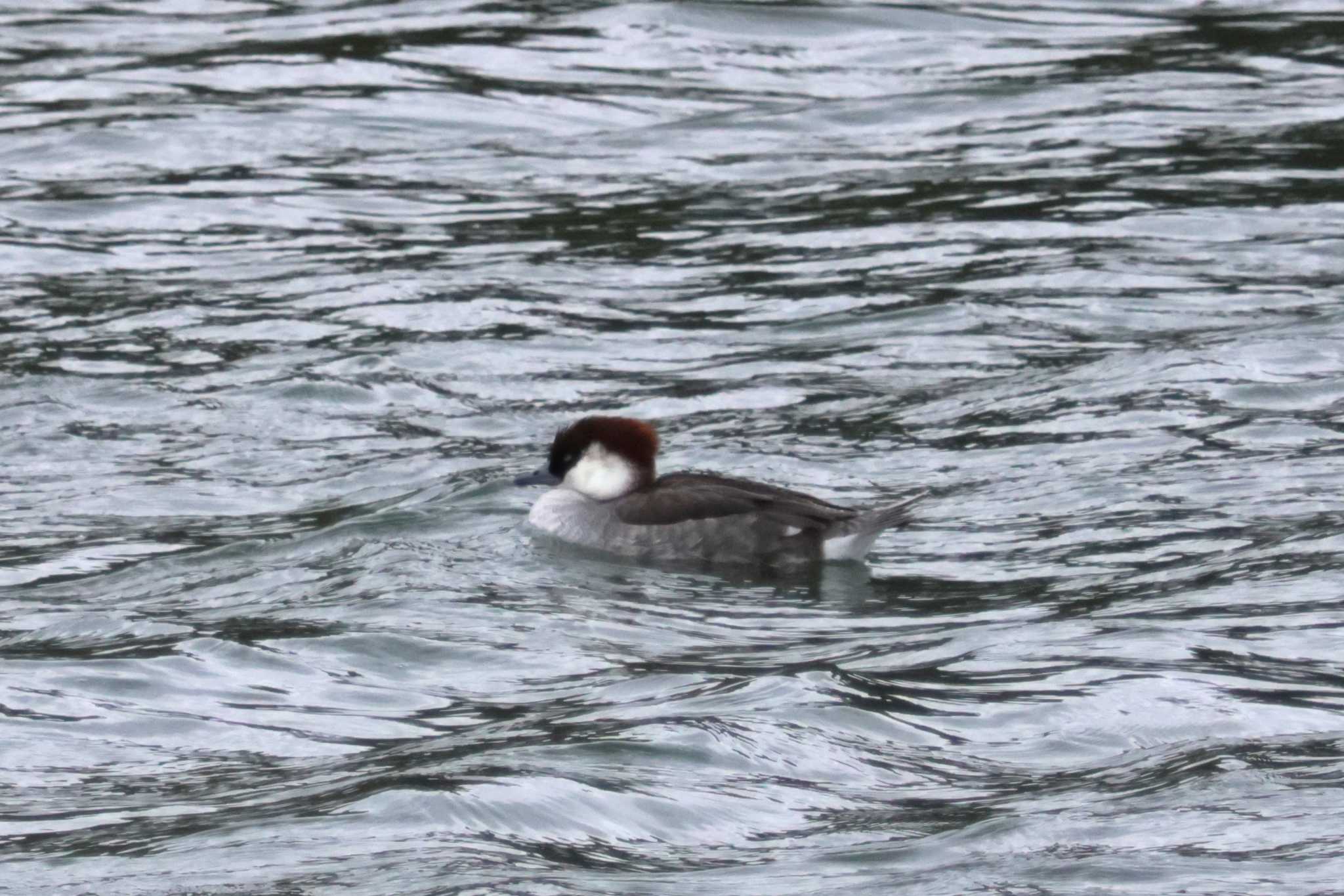 Photo of Smew at 瀬板の森公園(北九州市) by momochan