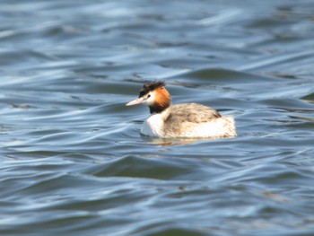 Great Crested Grebe 多摩川二ヶ領上河原堰 Sun, 3/10/2024