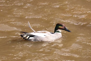 Falcated Duck 佐賀県武雄市 Fri, 3/8/2024