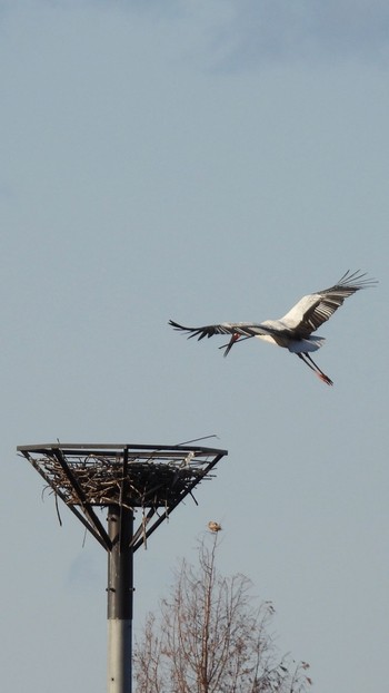 Oriental Stork Watarase Yusuichi (Wetland) Sun, 3/10/2024