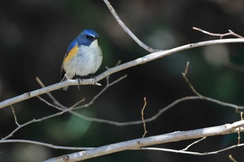 Red-flanked Bluetail 大町自然観察園 Sun, 3/10/2024