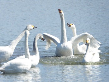 Sun, 3/3/2024 Birding report at 早崎内湖ビオトープ(滋賀県長浜市)