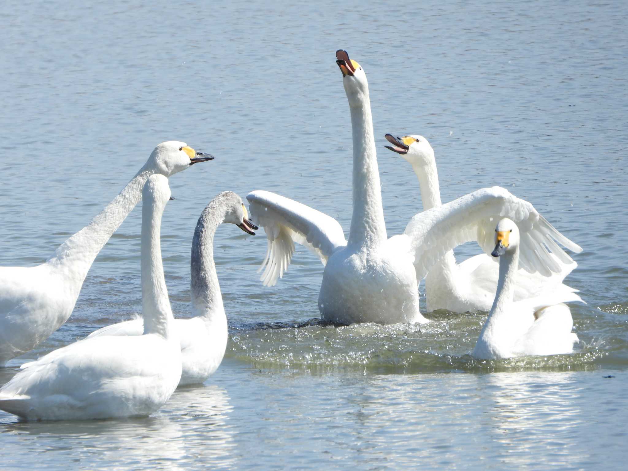 Photo of Tundra Swan at 早崎内湖ビオトープ(滋賀県長浜市) by ひよひよ