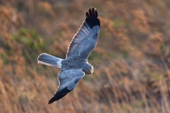 Hen Harrier 群馬県 Sun, 3/3/2024