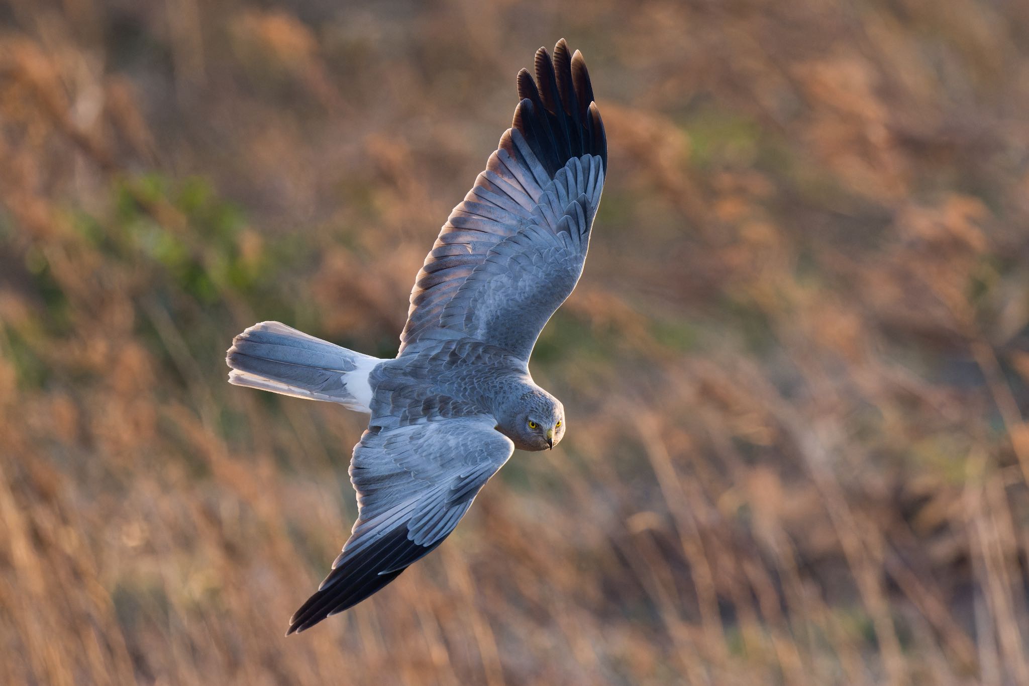 Photo of Hen Harrier at 群馬県 by なか