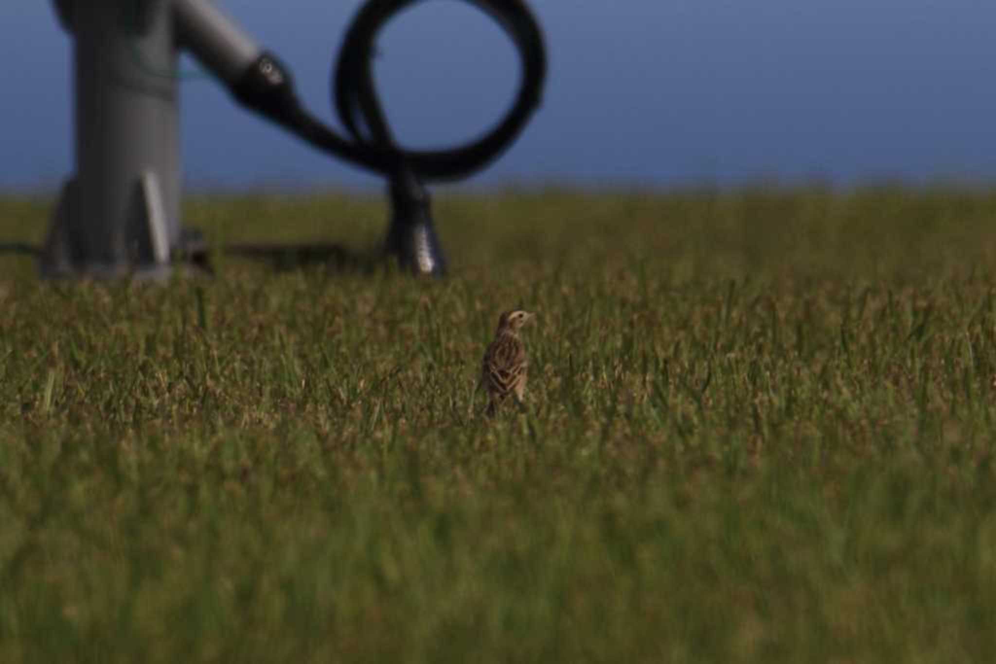 石垣島 マミジロタヒバリの写真 by マイク