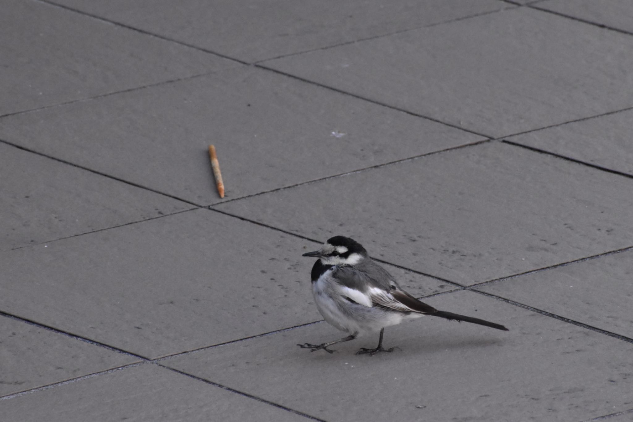 Photo of Wagtail at 久屋大通公園 by shijyuro