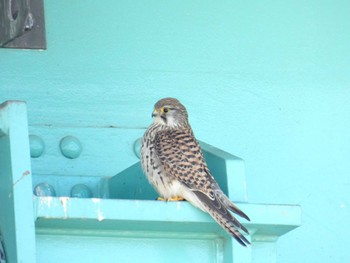 Common Kestrel 淀川河川公園 Sun, 3/3/2024