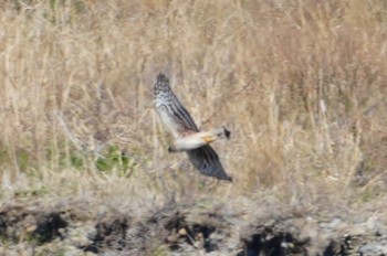 Hen Harrier 多摩川 Sun, 3/10/2024