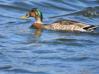 Sun, 3/10/2024 Birding report at 多々良沼公園