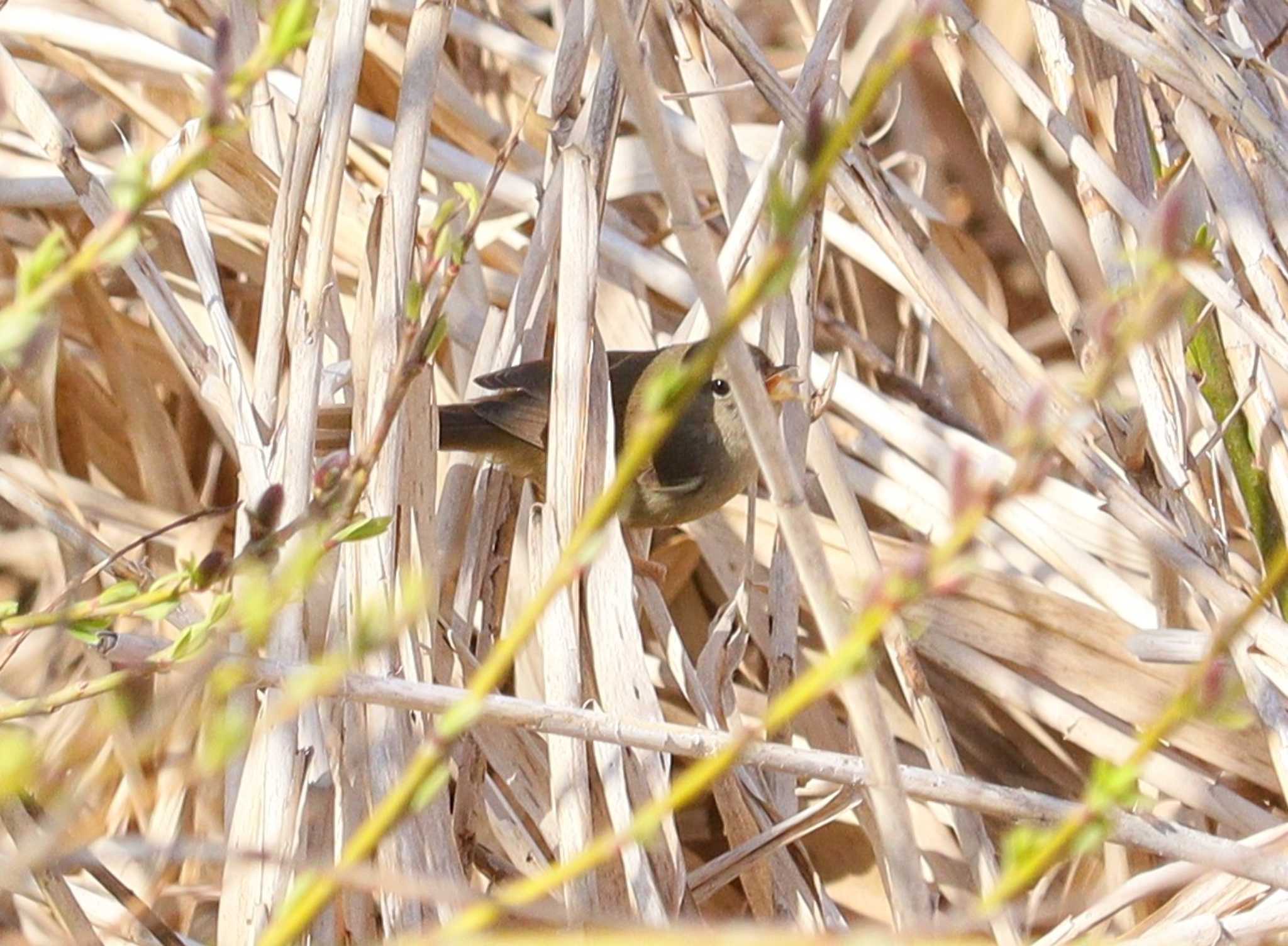 Japanese Bush Warbler