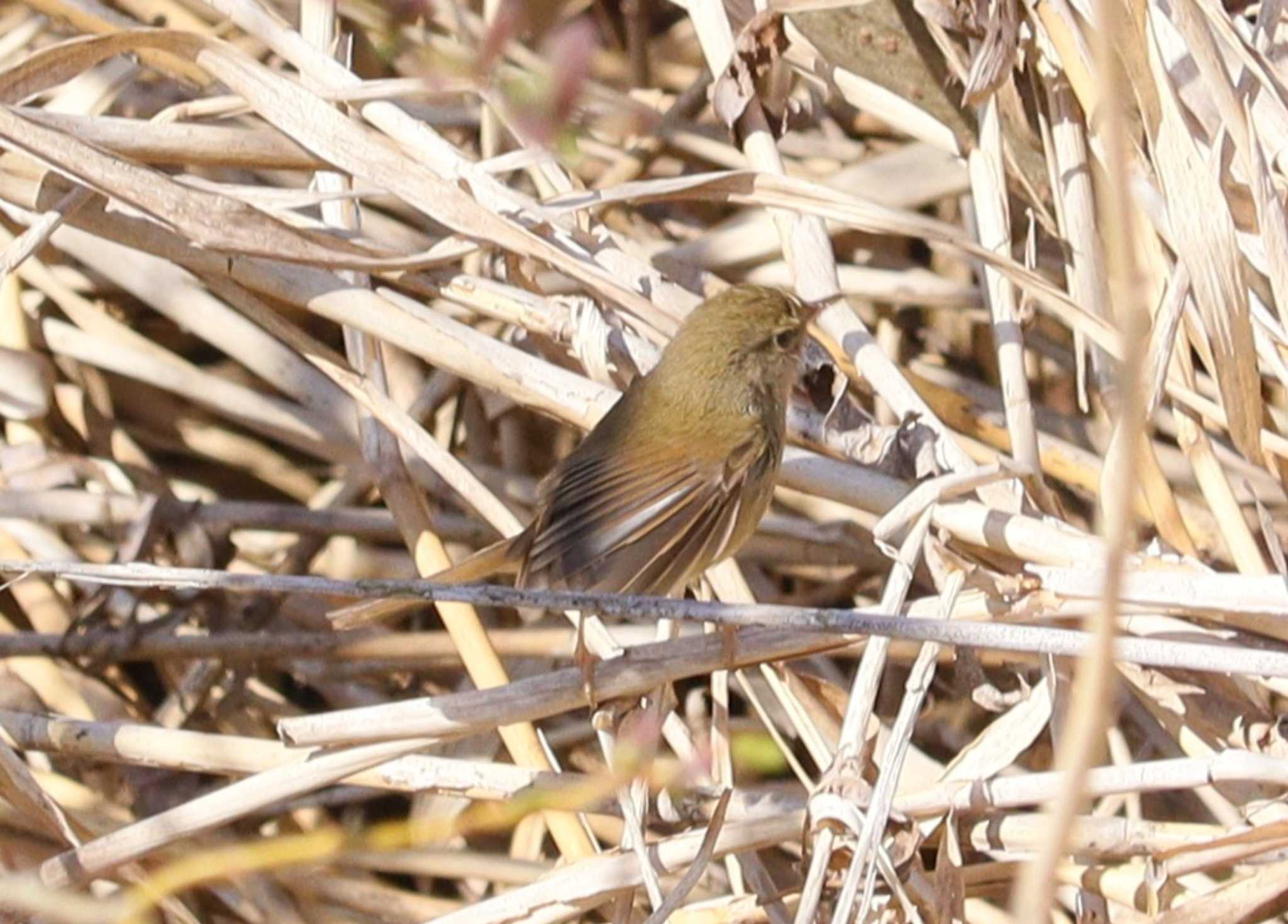 Japanese Bush Warbler