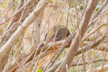 Brown-headed Thrush(orii) 宮田用水(蘇南公園前・江南市) Sat, 3/9/2024