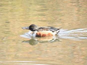 Northern Shoveler Shinjuku Gyoen National Garden Wed, 11/28/2018