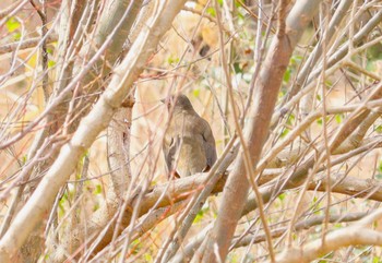 Brown-headed Thrush(orii) 宮田用水(蘇南公園前・江南市) Sat, 3/9/2024