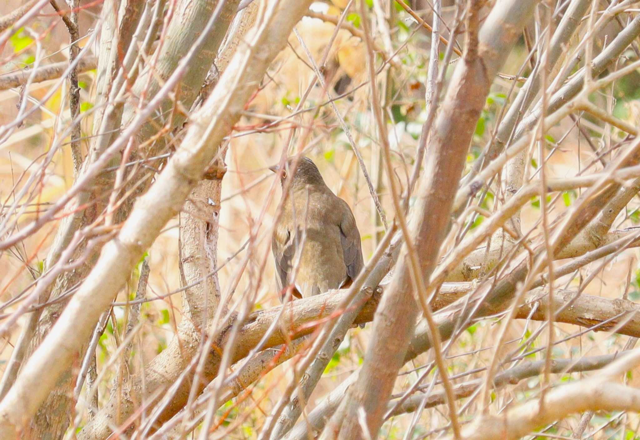 Brown-headed Thrush(orii)