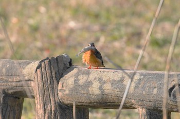 カワセミ 水元公園 2024年3月10日(日)