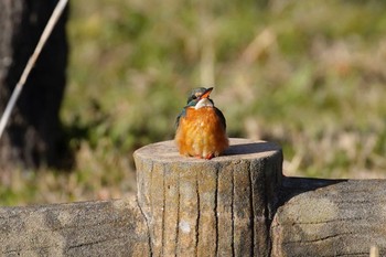 Common Kingfisher Mizumoto Park Sun, 3/10/2024