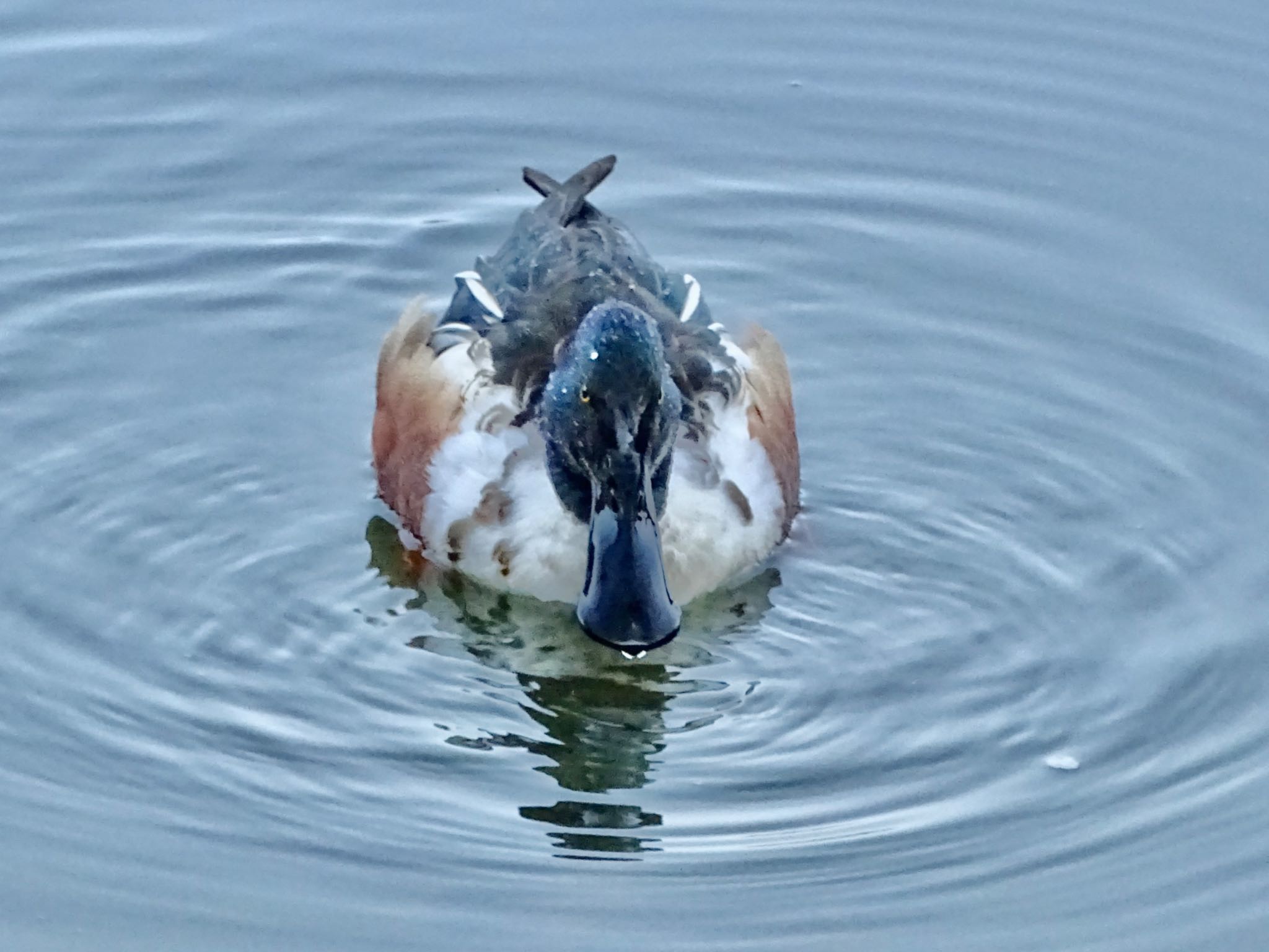 舞岡公園 ハシビロガモの写真 by KAWASEMIぴー