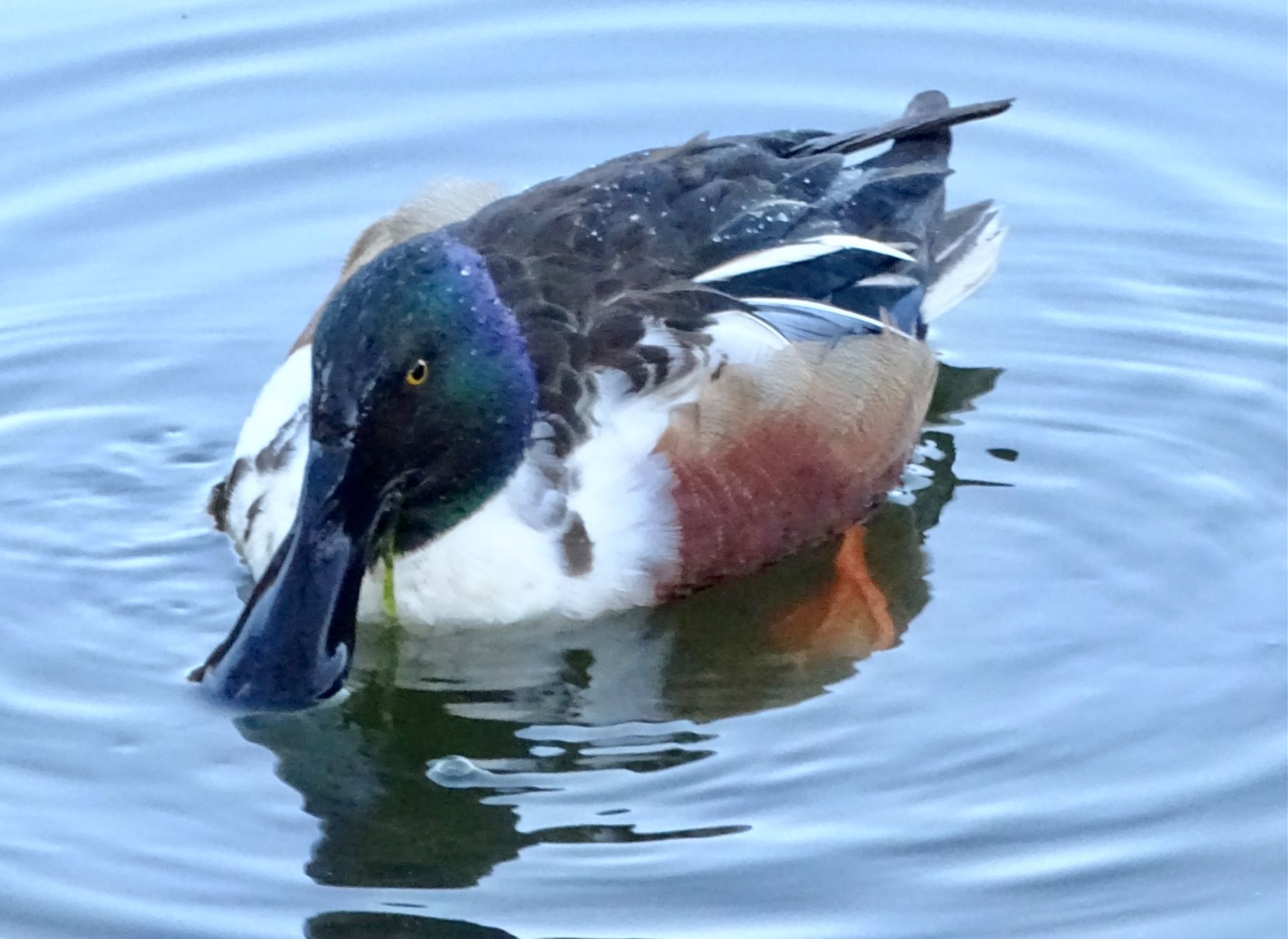 舞岡公園 ハシビロガモの写真 by KAWASEMIぴー