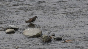 Green Sandpiper 佐久市 Sun, 3/10/2024