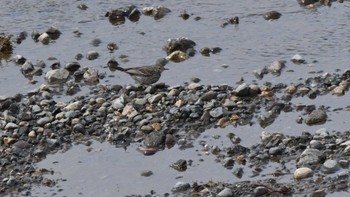 Water Pipit 佐久市 Sun, 3/10/2024