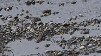 Water Pipit 佐久市 Sun, 3/10/2024