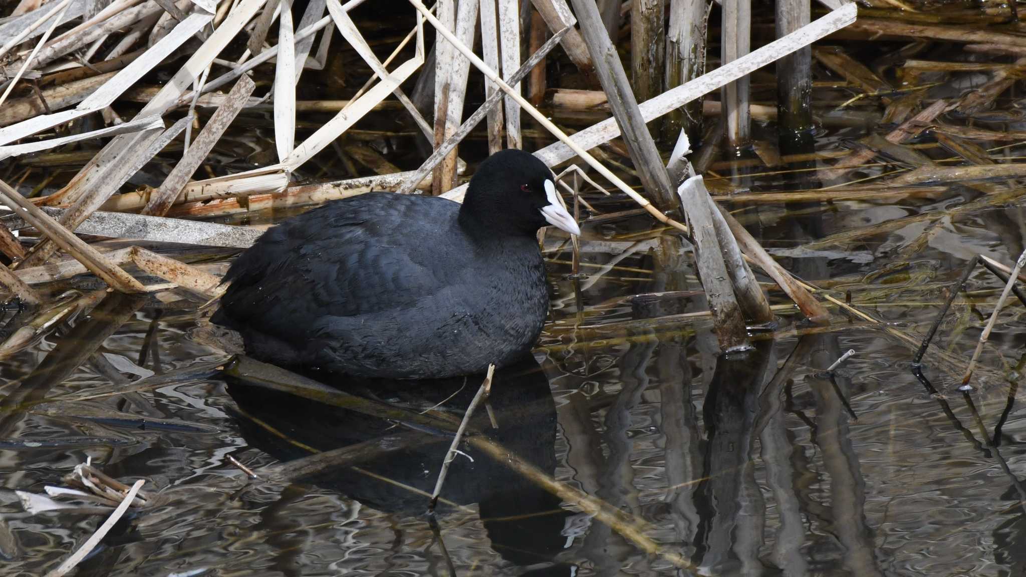 佐久市 オオバンの写真 by ao1000