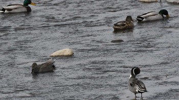 Northern Pintail 佐久市 Sun, 3/10/2024